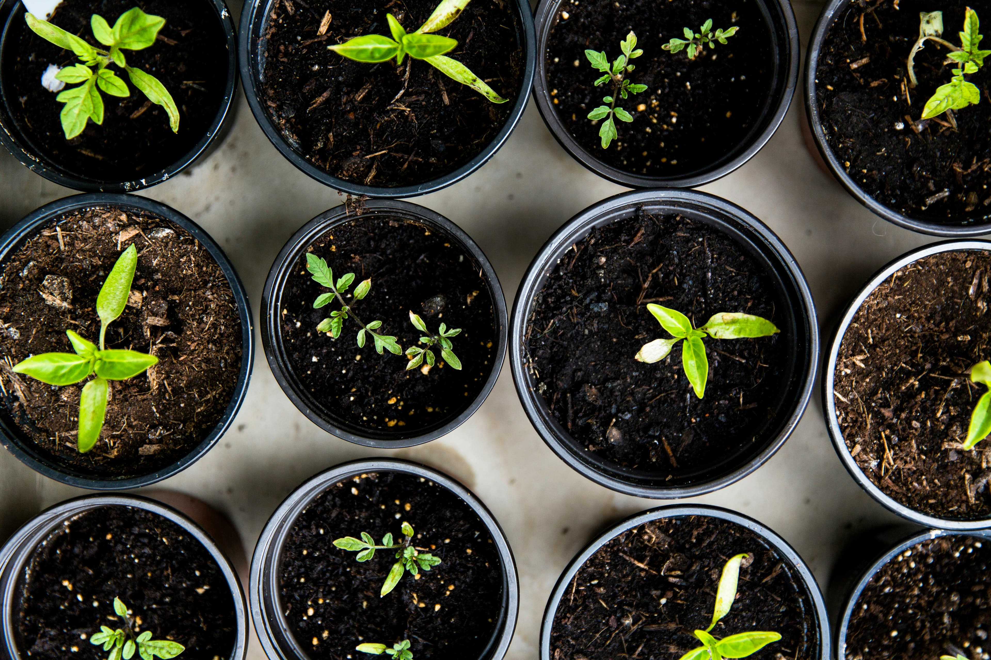 Air-Purifying Benefits of Indoor Plants